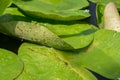 Water drops on water lily leaves at decorative pond Royalty Free Stock Photo