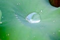 Water drops on lotus leaf Royalty Free Stock Photo