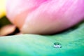 Water drops on lotus leaf Royalty Free Stock Photo