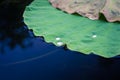 Water drops on Lotus leaf Royalty Free Stock Photo