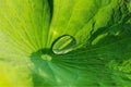 Water drops on lotus leaf Royalty Free Stock Photo