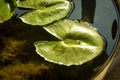 The water drops on lotus pad leaf in pond Royalty Free Stock Photo