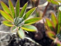 Water drops on lupine leaf Royalty Free Stock Photo