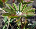 Water drops on lupine leaf Royalty Free Stock Photo