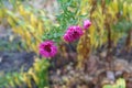 Water drops on magenta colored flowers of Michaelmas daisies Royalty Free Stock Photo