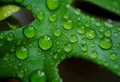 Water drops on Monstera Minima  or Rhaphidophora Tetrasperma leaf. Close up Fresh natural life with Drop of dew in morning on leaf Royalty Free Stock Photo