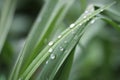 Water drops or morning dew on fresh green grass Royalty Free Stock Photo