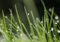 Water drops on the morning grass