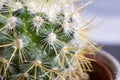 Water drops on the needles of a green cactus Royalty Free Stock Photo