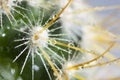 Water drops on the needles of a green cactus Royalty Free Stock Photo