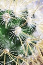 Water drops on the needles of a green cactus Royalty Free Stock Photo