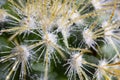 Water drops on the needles of a green cactus Royalty Free Stock Photo