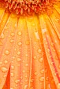 Water drops on orange daisy