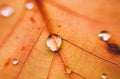 Water drops on orange leaf. Macro of a leaf Royalty Free Stock Photo