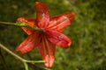 Water drops on an orange lily flower Royalty Free Stock Photo