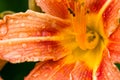 Water drops on Orange lily Lilium bulbiferum Royalty Free Stock Photo