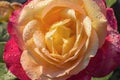 Water drops on orange pink rose on a summer day Royalty Free Stock Photo