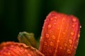 Water drops on orange sword lily flower after rain Royalty Free Stock Photo