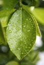 Water drops on an orange tree green leaf Royalty Free Stock Photo