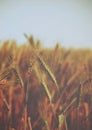 Water drops over golden ears of wheat on the field - vintage. Royalty Free Stock Photo