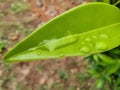 Water drops over leaf blur background Royalty Free Stock Photo