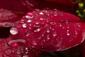 Water drops over a red Poinsettia