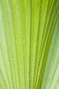 Water drops on palmtree Royalty Free Stock Photo