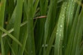 Water drops on Pandan leaves Royalty Free Stock Photo