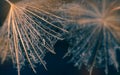 Water drops on a parachutes dandelion on a beautiful dark blue background Royalty Free Stock Photo