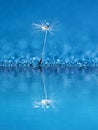 Water drops on parachutes dandelion. Copy space. soft focus on water droplets. abstract background. Macro nature Royalty Free Stock Photo