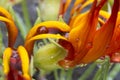 Water Drops on Parrot's Beak Flower Petals Royalty Free Stock Photo