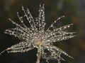 Water drops on a part of dandelion - isolated on dark background Royalty Free Stock Photo