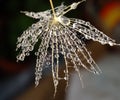 Water drops on a part of dandelion - isolated on dark background Royalty Free Stock Photo