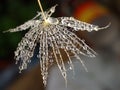 Water drops on a part of dandelion - isolated on dark background Royalty Free Stock Photo