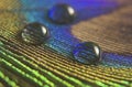 Water Drops on a Peacock Feather Royalty Free Stock Photo