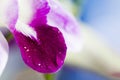 Water drops on petal pink orchid flowers