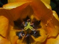 Water drops on the petals of a Bud of a Tulip. Royalty Free Stock Photo