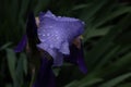 Water drops on an iris Royalty Free Stock Photo