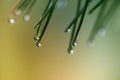 Water Drops on Pine Needles Royalty Free Stock Photo