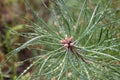 Water drops on pine needles closeup selective focus Royalty Free Stock Photo