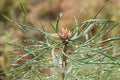 Water drops on pine needles closeup selective focus Royalty Free Stock Photo