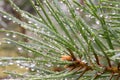 Water drops on pine needles closeup selective focus Royalty Free Stock Photo