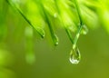 Water drops on pine needles Royalty Free Stock Photo