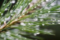 Water drops on pine needles Royalty Free Stock Photo