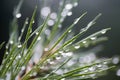 Water drops on pine needles Royalty Free Stock Photo