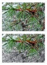 Water drops on pine needles over blurred background. Collage 2 i Royalty Free Stock Photo