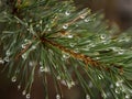 Water drops on pine needles Royalty Free Stock Photo