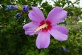 Water drops on pink crimsoneyed flower of Hibiscus syriacus Royalty Free Stock Photo