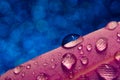 Water drops on pink feather on blue background Royalty Free Stock Photo