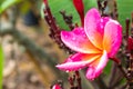 Water drops on Pink flowers or Plumeria obtusa in garden. Royalty Free Stock Photo